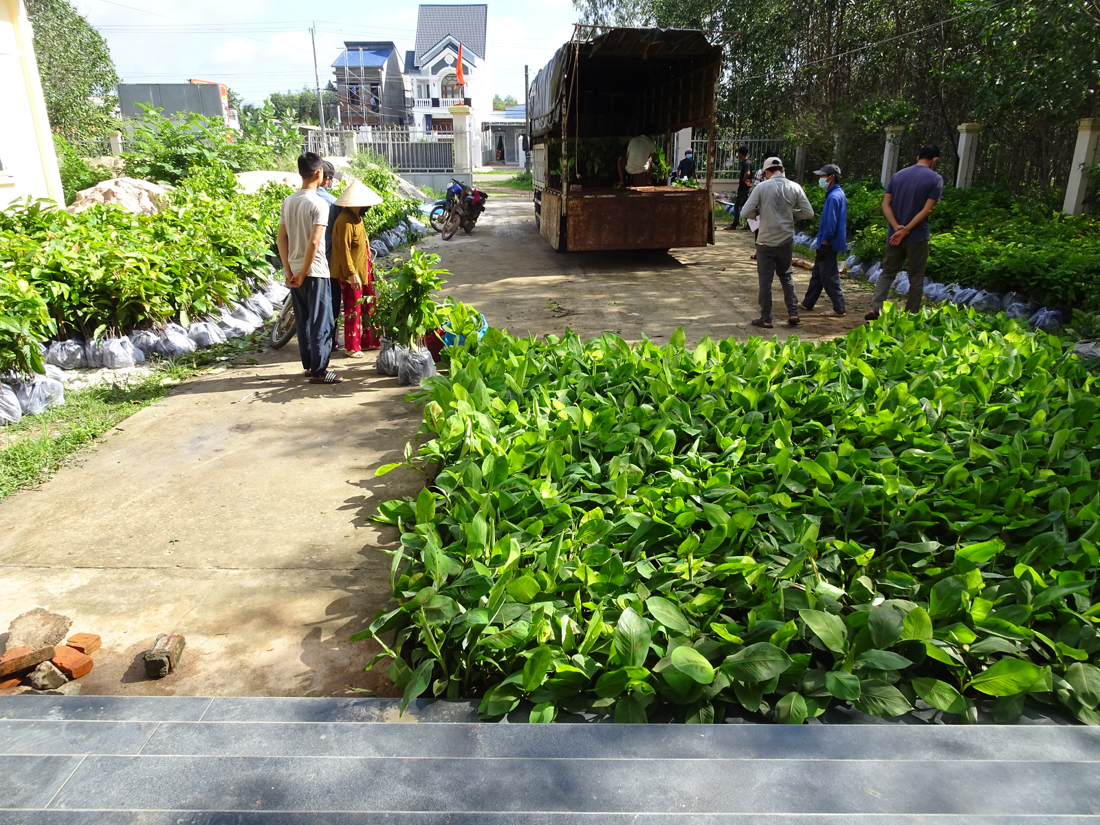 Hier sieht man ein Haufen grüner Sprösslinge zusammen mit lokalen Arbeiter. Bildquelle: OneTreePlanted